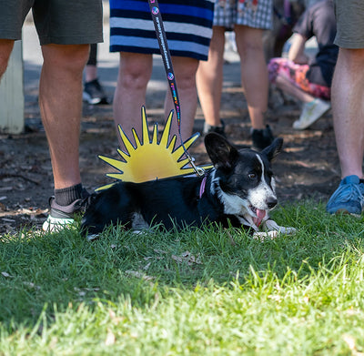 Yarraville Dog Parade - a huge success!