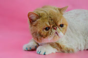 Cat Nail Caps by Uncanny Animals