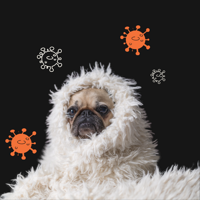 Kennel Cough in Melbourne - What we're doing to keep pups safe!