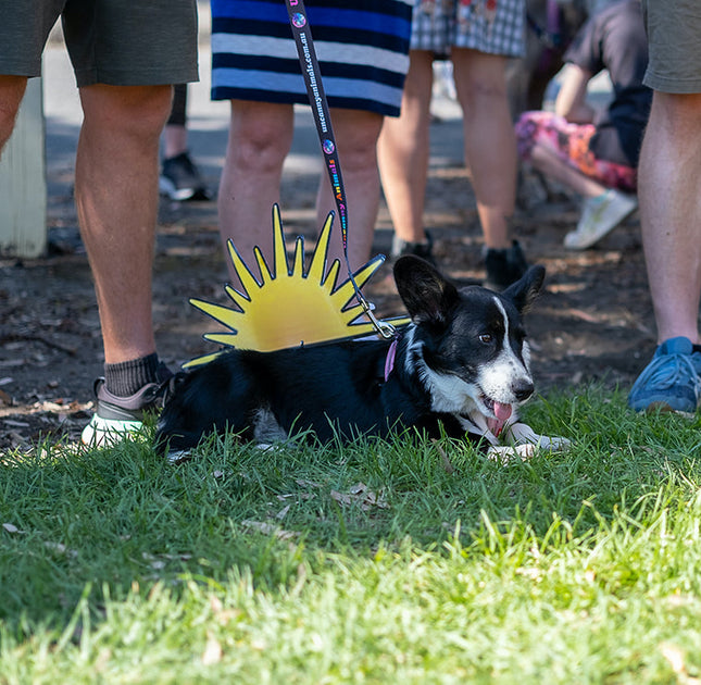 Yarraville Dog Parade a huge success! Uncanny Animals