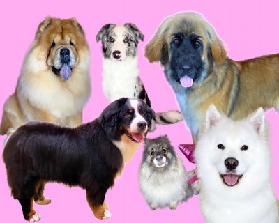 Shaving a Double Coat; the truths and myths