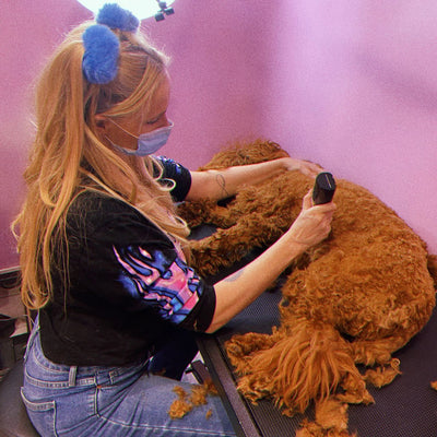 Holistic Grooming - What is it?