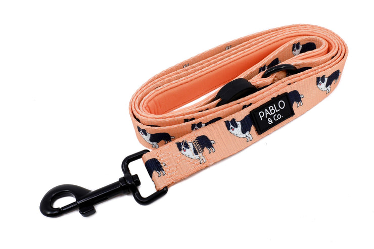 Border Collie Breed Leash