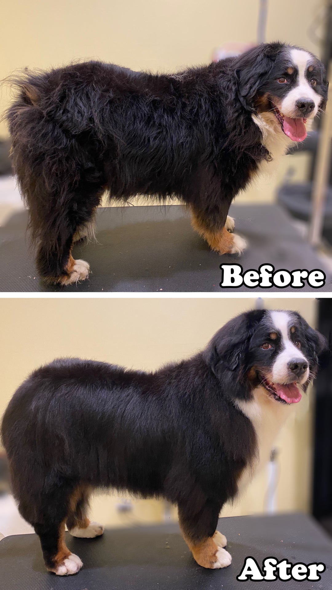 Groom-Out – Uncanny Animals