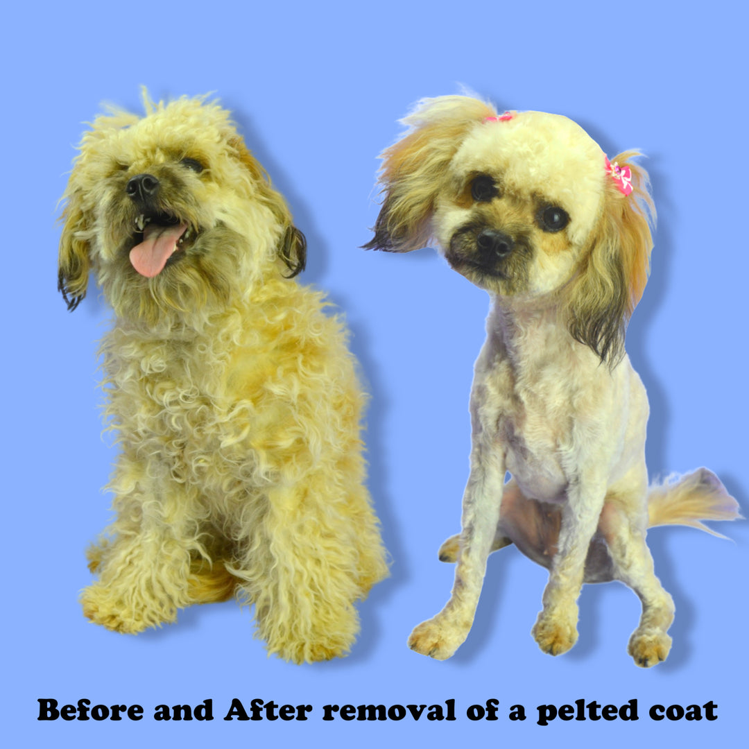 Shih Tzu Matted Fur Between Paws Fluffy Shih Tzu Dog Front Paws