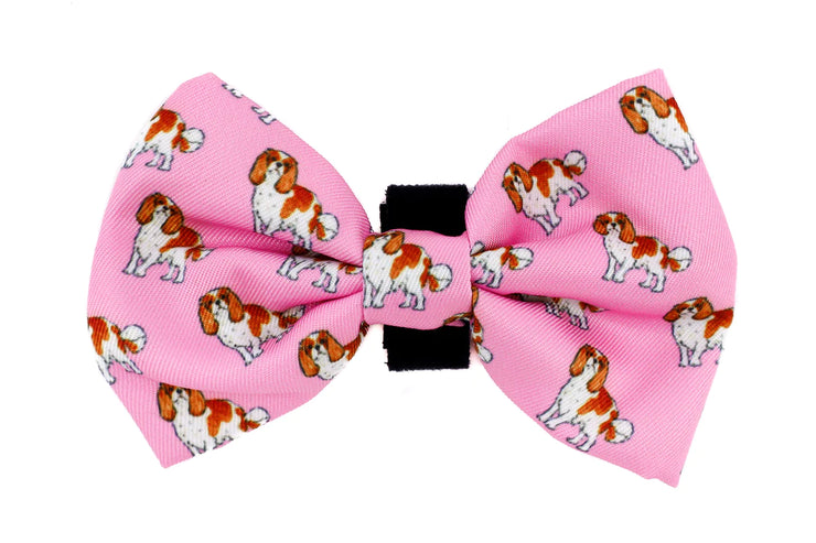 King Charles Cavalier Bow Tie