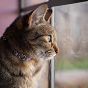 Cat Collar - Lilac Purple