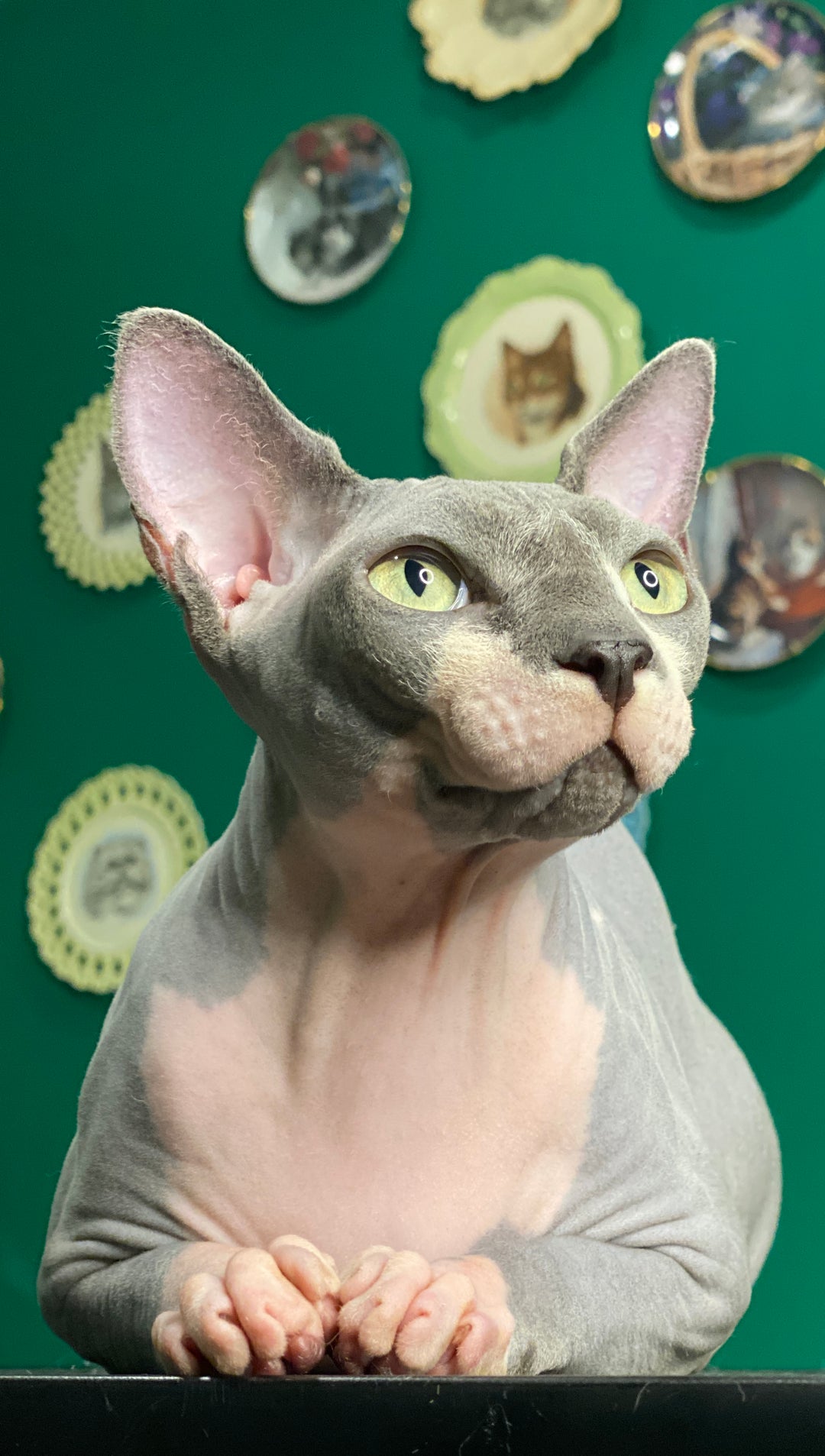 Hairless Cat – Uncanny Animals