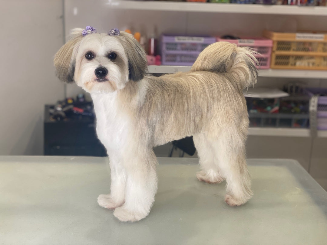 Hairstyle Puppy Trim Shih Tzu Shih Tzu Puppies Short Hair 2025