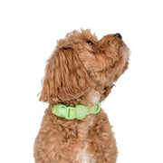 Lime Green Waterproof Collar