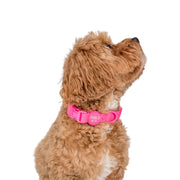 Dragonfruit Hot Pink Waterproof Collar