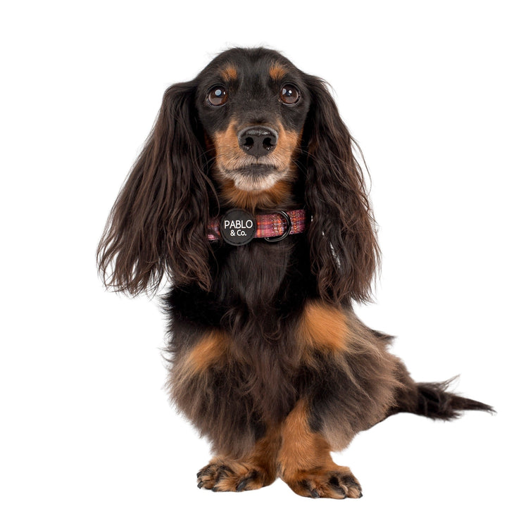 Camilla Dog Collar