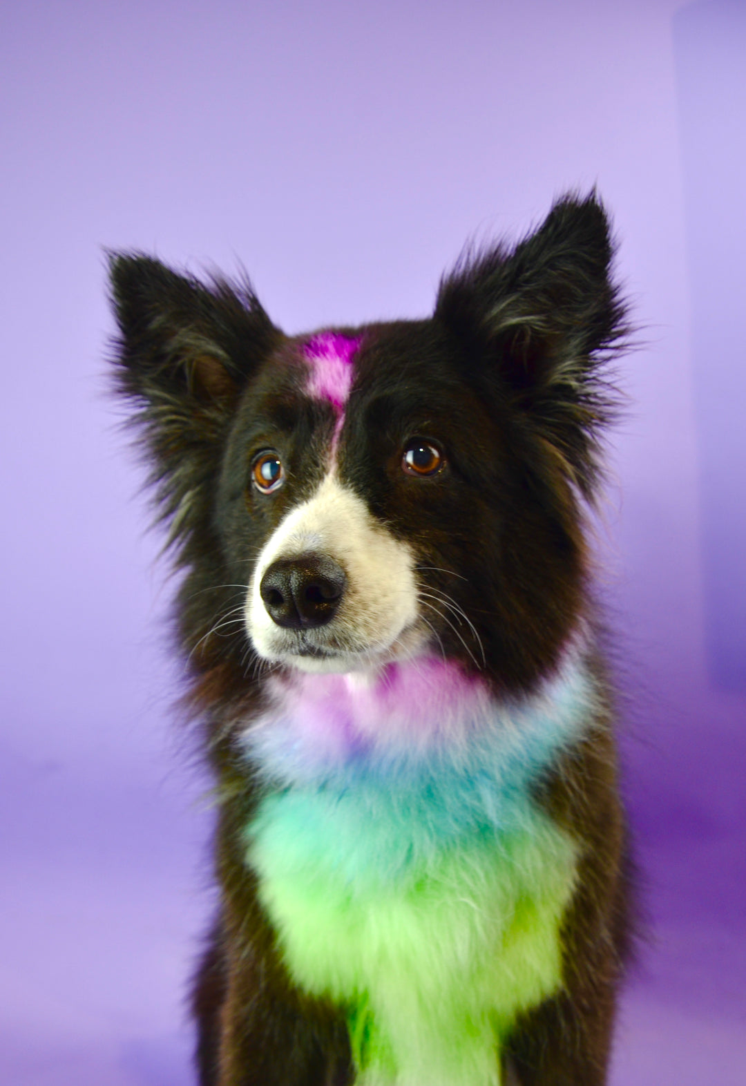 Dog hair dye australia outlet