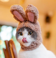 Bunny Fleece Hat for Cats and Dogs