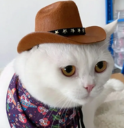 Mini Cowboy/Cowgirl Hat
