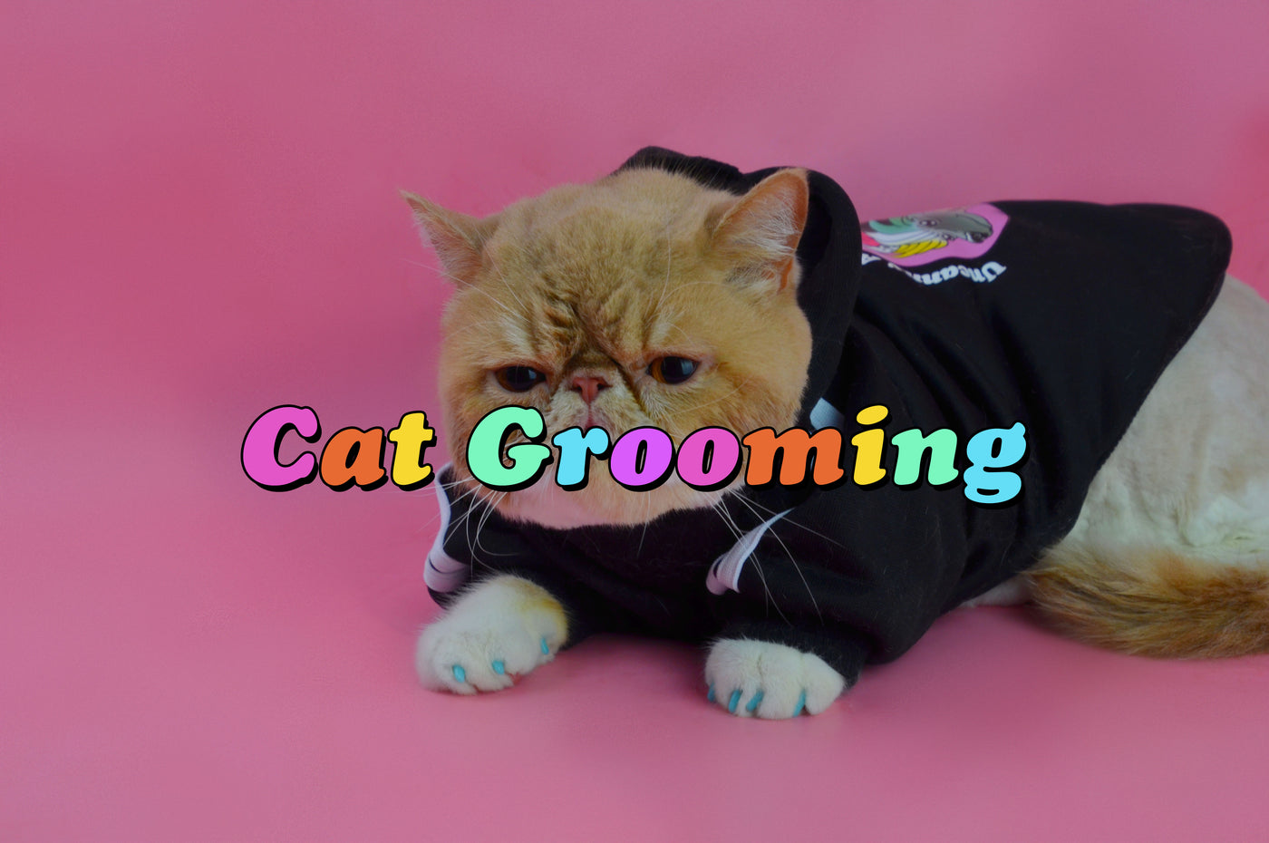 Sedate cat for grooming store