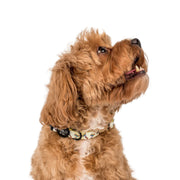 Love is Love Pride Dog Collar