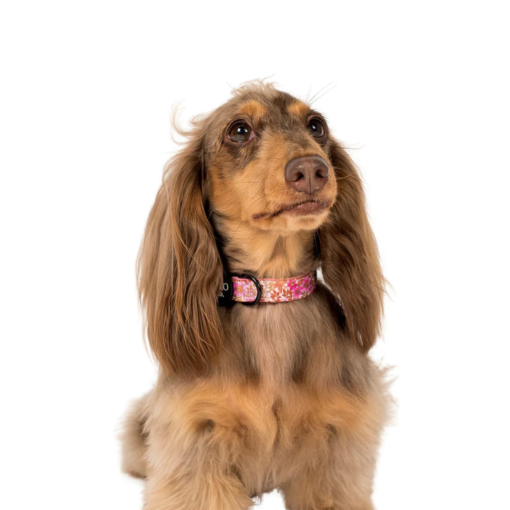 Pink Posies Dog Collar