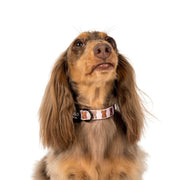 Teddy Bears Picnic Dog Collar
