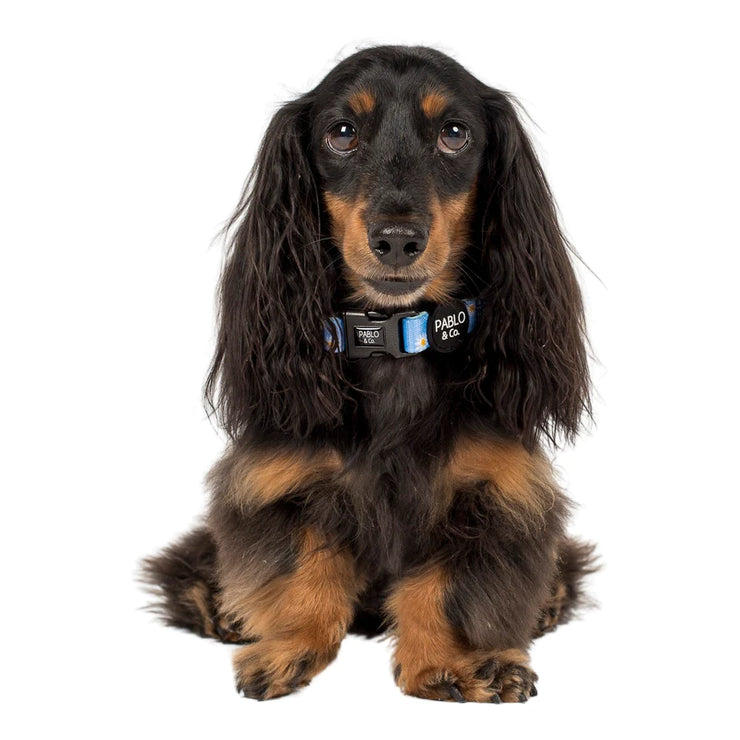 Blue Daisy Dog Collar