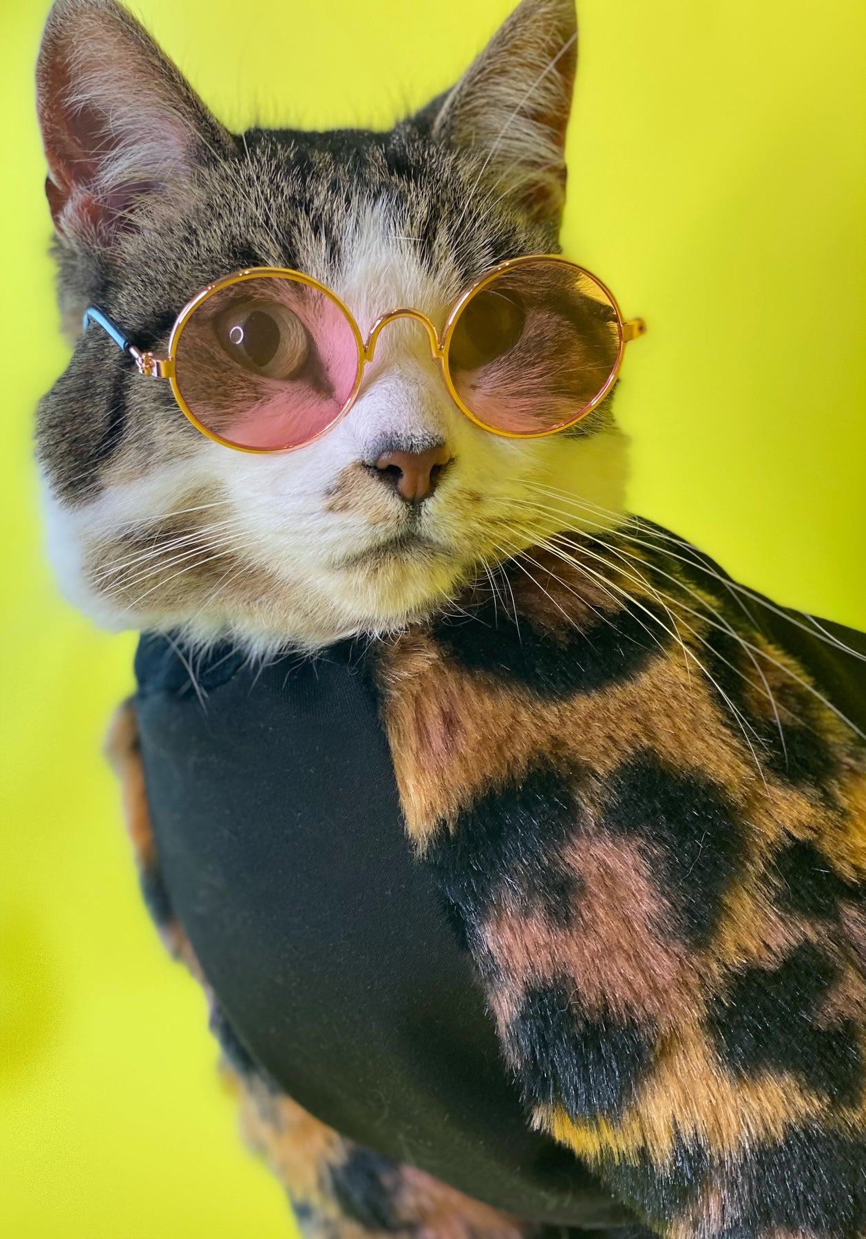 Rabbit Grooming – Uncanny Animals