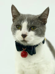 Bow Tie Faux Suede Collar (cats & dogs)