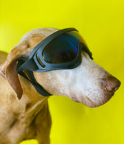 Large Dog Sunglasses