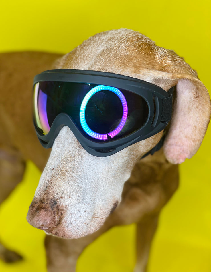 Large Dog Sunglasses