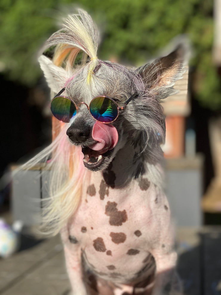 Throwin' Shade Pet Sunglasses