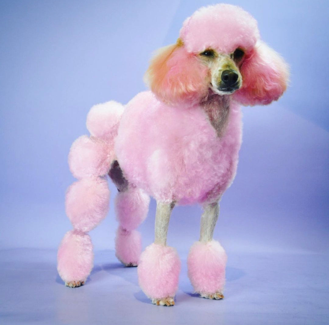 Funky Colour Shampoo 60ml – Uncanny Animals - Main Image