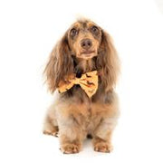 Dachshund Bow Tie