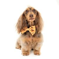Dachshund Bow Tie
