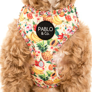 Fruity Adjustable Harness