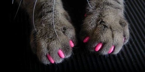 Cat Nail Caps by Uncanny Animals